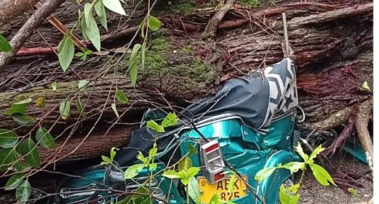 Falling Tree Claims 3 Lives Including Schoolgirl